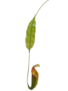35" Bottle Nepenthes Spray  Green (pack of 6)
