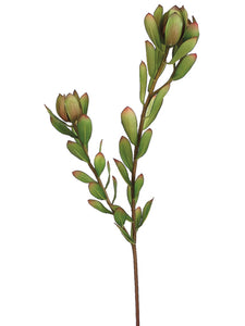 24" Mini Leucadendron Spray  Green Burgundy (pack of 12)