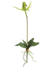 Load image into Gallery viewer, Green