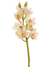 Load image into Gallery viewer, Cream Burgundy