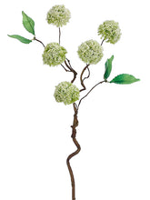 Load image into Gallery viewer, Cream Green