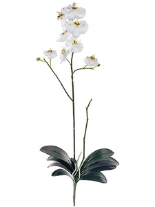 31" Phalaenopsis Orchid Plant  Cream Green (pack of 4)