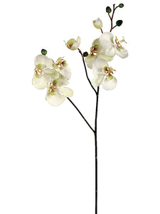 30.5" Phalaenopsis Orchid Spray x3 with 8 Flowers and 4 Buds Cream Green (pack of 6)