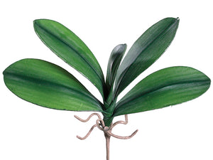10.5" Medium Phalaenopsis Orchid Leaf Plant with 5 Leaves (pack of 12)
