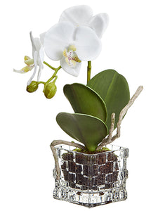 8.5" Mini Phalaenopsis Orchid Plant in Glass Vase White (pack of 6)
