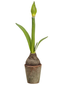 20.5" Amaryllis Bud With Bulb in Terra Cotta Pot Green (pack of 4)