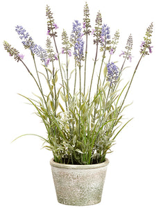 15.5" Lavender in Paper Mache Pot Lavender (pack of 6)