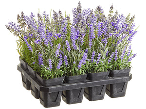 10" Lavender in Plastic Pot x12 With Tray Lavender (pack of 1)