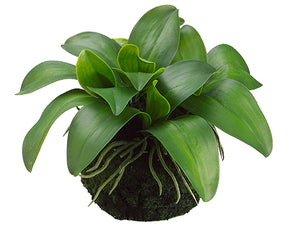 11" Phalaenopsis Orchid Leaf Plant in Moss Pot Green (pack of 6)