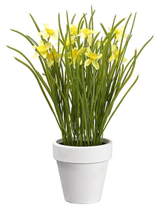 11.5" Narcissus in Paper Mache Pot Yellow (pack of 6)