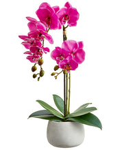 Load image into Gallery viewer, Orchid