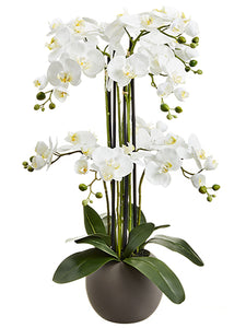 33.5" Phalaenopsis Orchid Plant x9 in Terra Cotta Pot White (pack of 1)