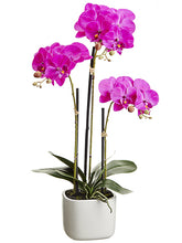 Load image into Gallery viewer, Orchid