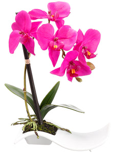 10.5" Phalaenopsis Orchid Plant with 6 Flowers in Plastic Plate Orchid (pack of 6)
