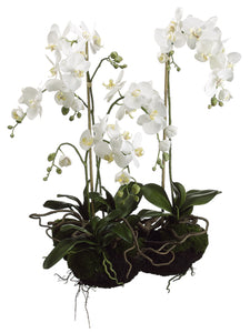 33" Phalaenopsis Orchid Plant with Soil and Moss White (pack of 1)