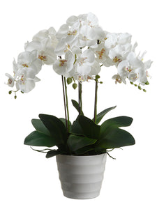 28" Phalaenopsis Orchid Plant in Plastic Pot White (pack of 2)