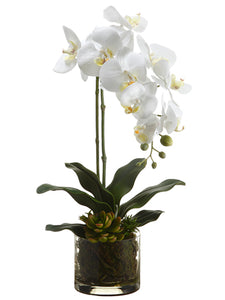 20" Phalaenopsis Orchid Plant/Echeveria in Glass Vase White Yellow (pack of 4)
