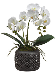 18" Phalaenopsis Orchid x2 in Tin Pot Cream White (pack of 6)