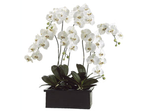 42" Phalaenopsis Orchid Plant in Terra Cotta Pot White Green (pack of 1)