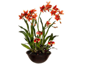 28" Oncidium/Lady's Slipper Orchid in Terra Cotta Bowl Rust Green (pack of 1)