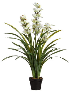 43" Cymbidium Orchid Plant in Pot Green (pack of 1)