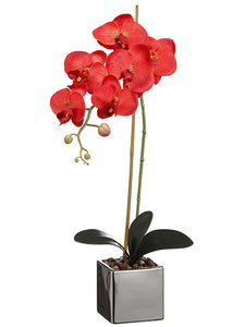 23" Phalaenopsis Orchid Spray With 3 Flowers And 1 Bud in Pot Red (pack of 6)