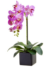 Load image into Gallery viewer, Orchid