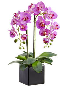 Orchid