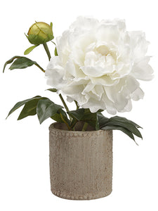 11" Peony in Cement Container  White (pack of 1)