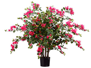 24" Bougainvillea Plant in Pot with 534 Flowers and 1978 Leaves Beauty (pack of 2)