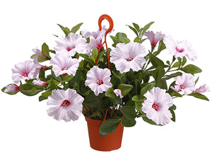 12" Petunia in Hanging Basket  Soft Pink (pack of 6)