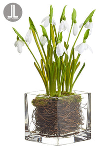 11" Snowdrop in Glass Vase  White (pack of 6)