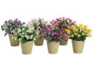 8" Sweet William in Paper Mache Pot (2 ea/6 colors) Assorted (pack of 12)