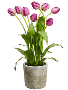28" Tulip in Mgo Pot  Boysenberry (pack of 1)
