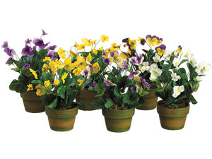 10" Viola in Terra Cotta Pot Assortment (2 ea/ 4 colors & 4 ea /color) Assorted (pack of 12)