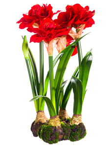 22" Standing Amaryllis with Bulb Red (pack of 1)