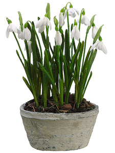 11" Snowdrop in Clay Pot  White (pack of 4)