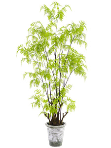 62" Lace Fern Tree in Clay Pot  Green (pack of 1)