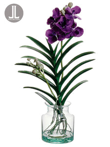 25" Vanda Orchid Plant in Glass Vase Violet (pack of 1)