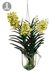 31" Vanda Orchid Hanging Plant in Glass Vase Green (pack of 1)