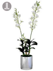 30" Dendrobium Orchid Plant in Glass Vase White (pack of 1)