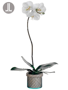 27" Phalaenopsis Orchid Plant in Glass/Basket Vase White Green (pack of 1)