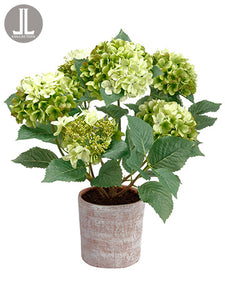 32" Hydrangea Plant in Clay Pot Two Tone Green (pack of 1)