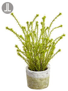 14" Horseweed Plant in Clay Pot Green (pack of 6)