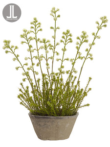 20" Horseweed Plant With Bloom in Clay Pot Cream Green (pack of 4)