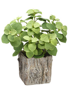 12" Mint Leaf Plant in Cement Planter Green (pack of 6)