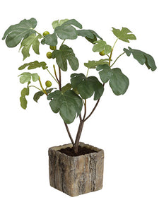 32" Fig Tree in Cement Planter Green (pack of 1)