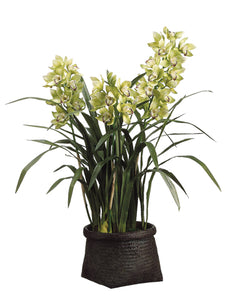 42" Cymbidium Orchid Plant in Woven Basket Green (pack of 1)