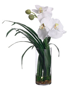 16" Phalaenopsis Orchid in Glass Vase White (pack of 1)