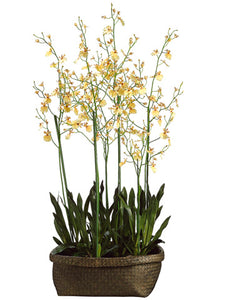 60" Oncidium Orchid Plant in Basket Yellow Burgundy (pack of 1)
